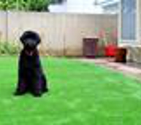 Water Wise Grass Artificial Turf - San Diego, CA