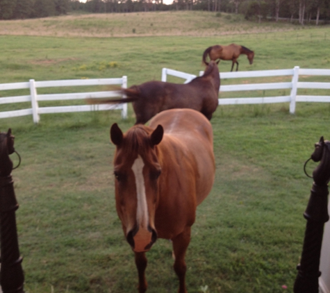 Sam Turner rd Farm Horse boarding - Iva, SC