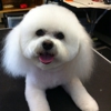 Colleen's Dog Grooming gallery