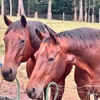 WildeWood Farm, Inc. gallery