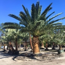 Unique Plants and Palms - Nurseries-Plants & Trees