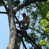 All Around Tree Specialists LLC gallery