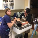 Cat Doctor - Pet Services