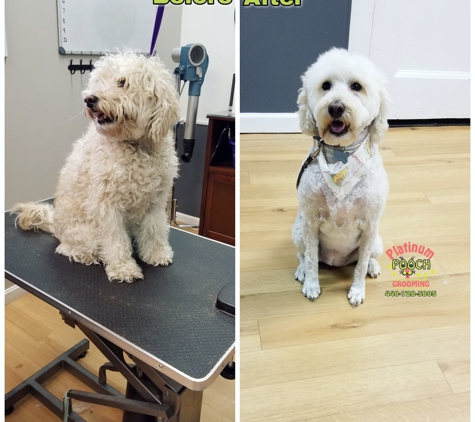 Platinum Pooch Grooming - Cleveland, OH. #GYPSY #MiniatureGoldenDoodle
#ClevelandGrooming #OhioGroomer 
#PlatinumPoochGrooming #WeLoveDirtyPoochies 
#DogGrooming 
#PetGrooming #ClevelandGrooming 
#CatGrooming #DogGroomer #DogHairCut #AnimalLovers #DogHairStyle #OldBrooklynPetGrooming
Contact us 
440-728-5805
www.platinumpoochcle.com