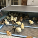 AAA Chickens And more - Feeders