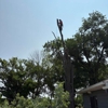 Cut And Chip Tree Service gallery