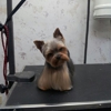 Golden Paws Grooming gallery