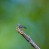 Cahaba Valley Termite & Pest gallery