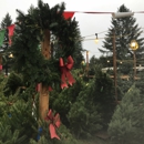 Cinde's Best Trees - Precut Christmas Trees - Christmas Trees