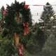 Cinde's Best Trees - Precut Christmas Trees