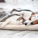Summit Dog and Cat Hospital