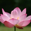 Massage Remedies Wellness gallery