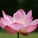 Massage Remedies Wellness - Physicians & Surgeons