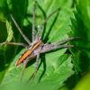 Huffman Pest Control gallery
