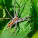 Hayes Pest Services Inc - Pest Control Equipment & Supplies