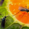 Ab-Con Termite & Pest Control gallery