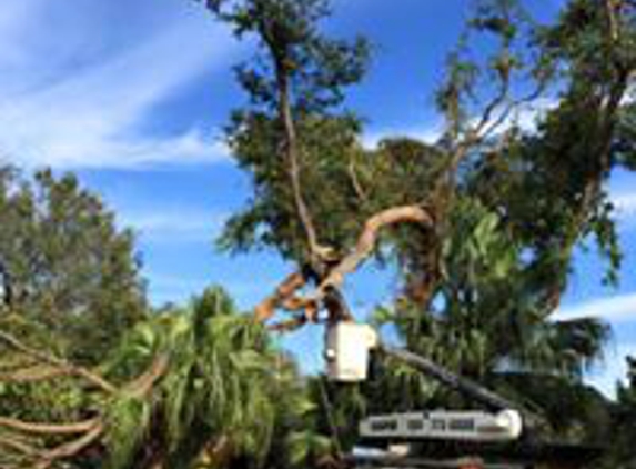 Royal Tree Service & Landscaping LLC - Fort Lauderdale, FL