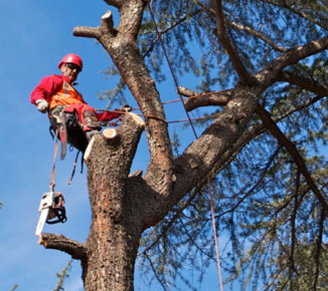 Professional Landscapers & Tree Removal - Knoxville, TN