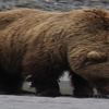 Bear Viewing in Alaska gallery