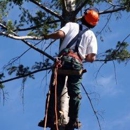 RR Banuelos Tree Service - Tree Service