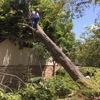 Aggieland Tree Service gallery
