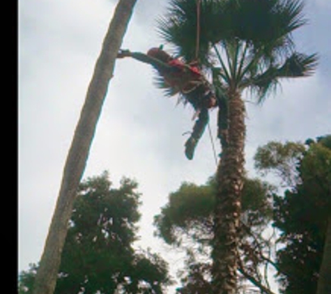 JAS Tree Service - Encino, CA