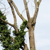 Bernie Tree Service gallery
