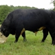 Missouri Black Herefords