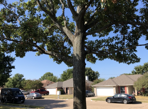 Liberty Tree Service - Waxahachie, TX. Great shaping!