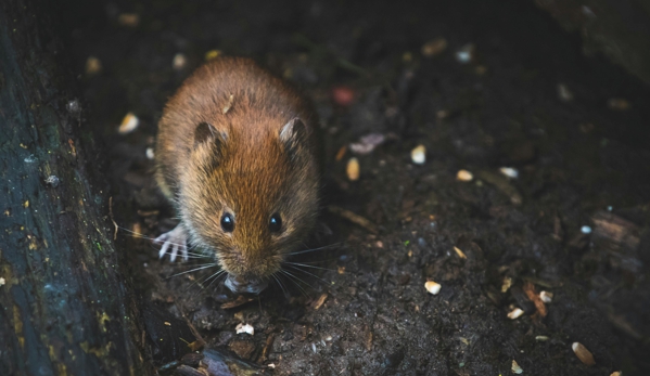 Limetek Pest Control - Greenwood, IN