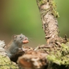 Culp's Pest Control Services gallery