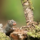 Culp's Pest Control Services - Pest Control Equipment & Supplies