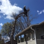 King Tree Service