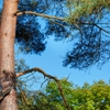 Aspen tree operations inc gallery