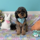 Pampered Paws Pet Grooming - Pet Grooming