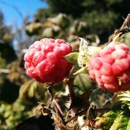 Edible School Yard - Middle Schools