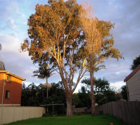 Abacus Tree Services - Newcastle, NSW