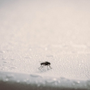 All-Out Pest Control - Pest Control Equipment & Supplies