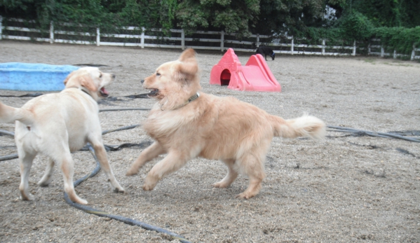 Dogs on the farm salon