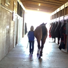 Select Show Horses