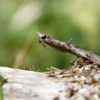 Musick Pest Control gallery