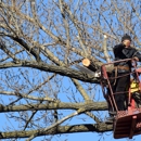 The Tree Service Co - Tree Service