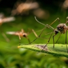 Master Mosquito Control gallery