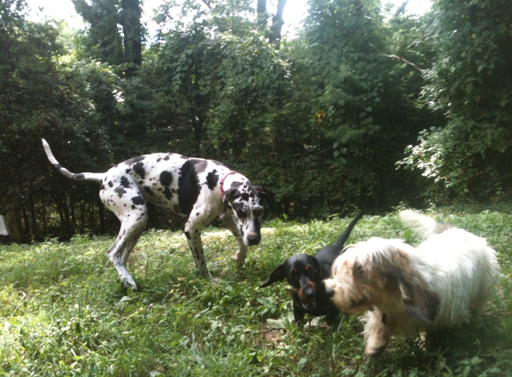 Top Dog Kennel - Swannanoa, NC