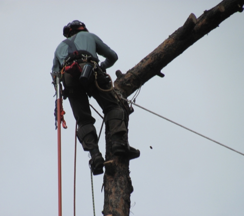 Mount Helena Tree Experts L.L.C. - Helena, MT