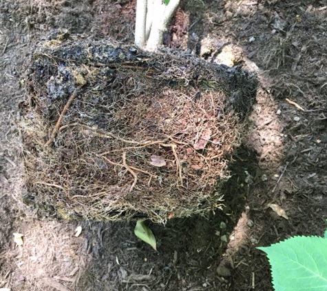 Sunburst Nursery and Landscape - Spartanburg, SC. root ball not broken up before planting