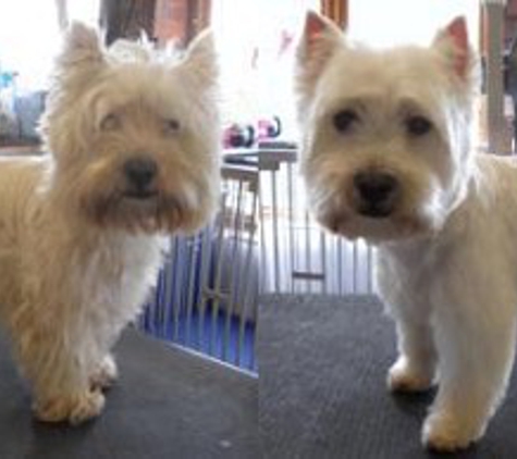 Happy Pupz Clubhouse & Grooming - Akron, OH