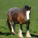 Five Star Gypsy Farm
