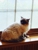 Jersey Village Animal Hospital - Veterinarians
