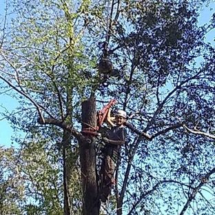 Big Bend Tree Service - Tallahassee, FL